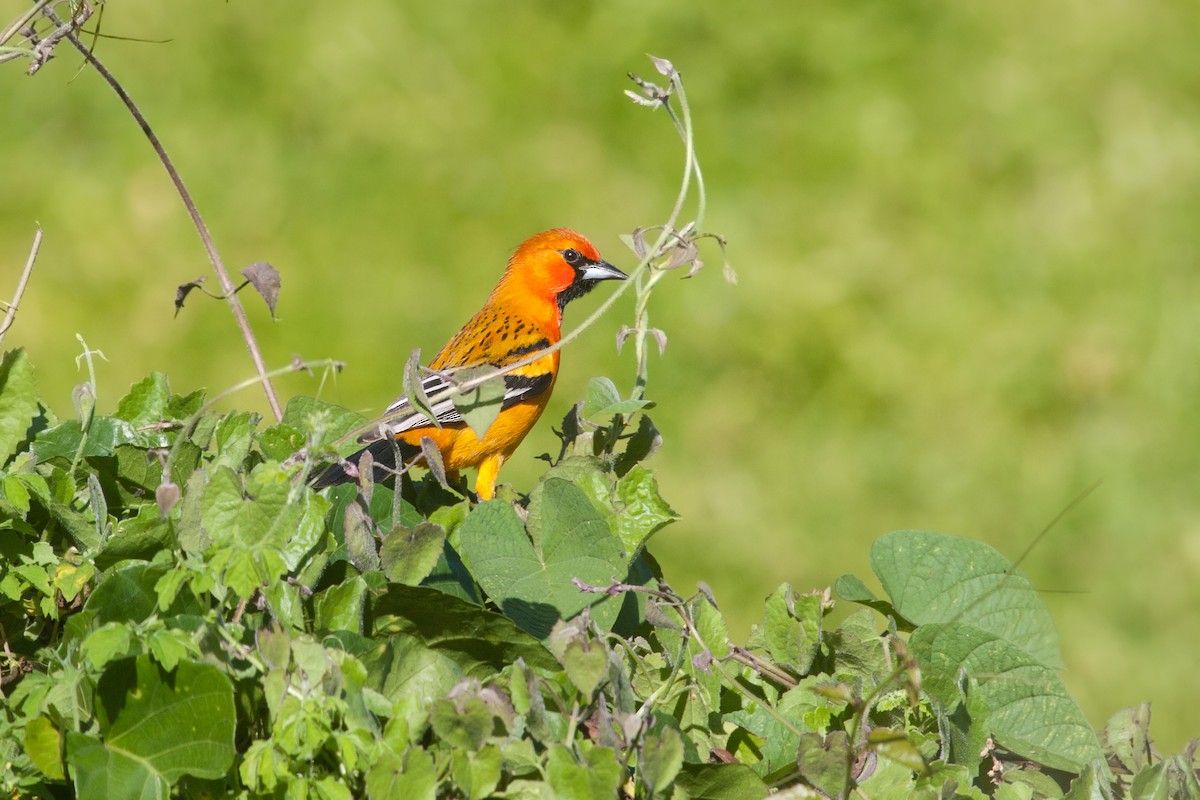 Streak-backed Oriole - ML637561431