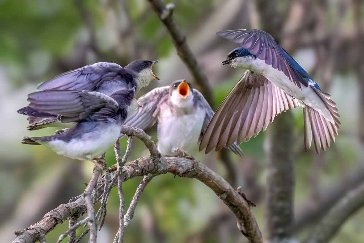 Tree Swallow - ML637561476