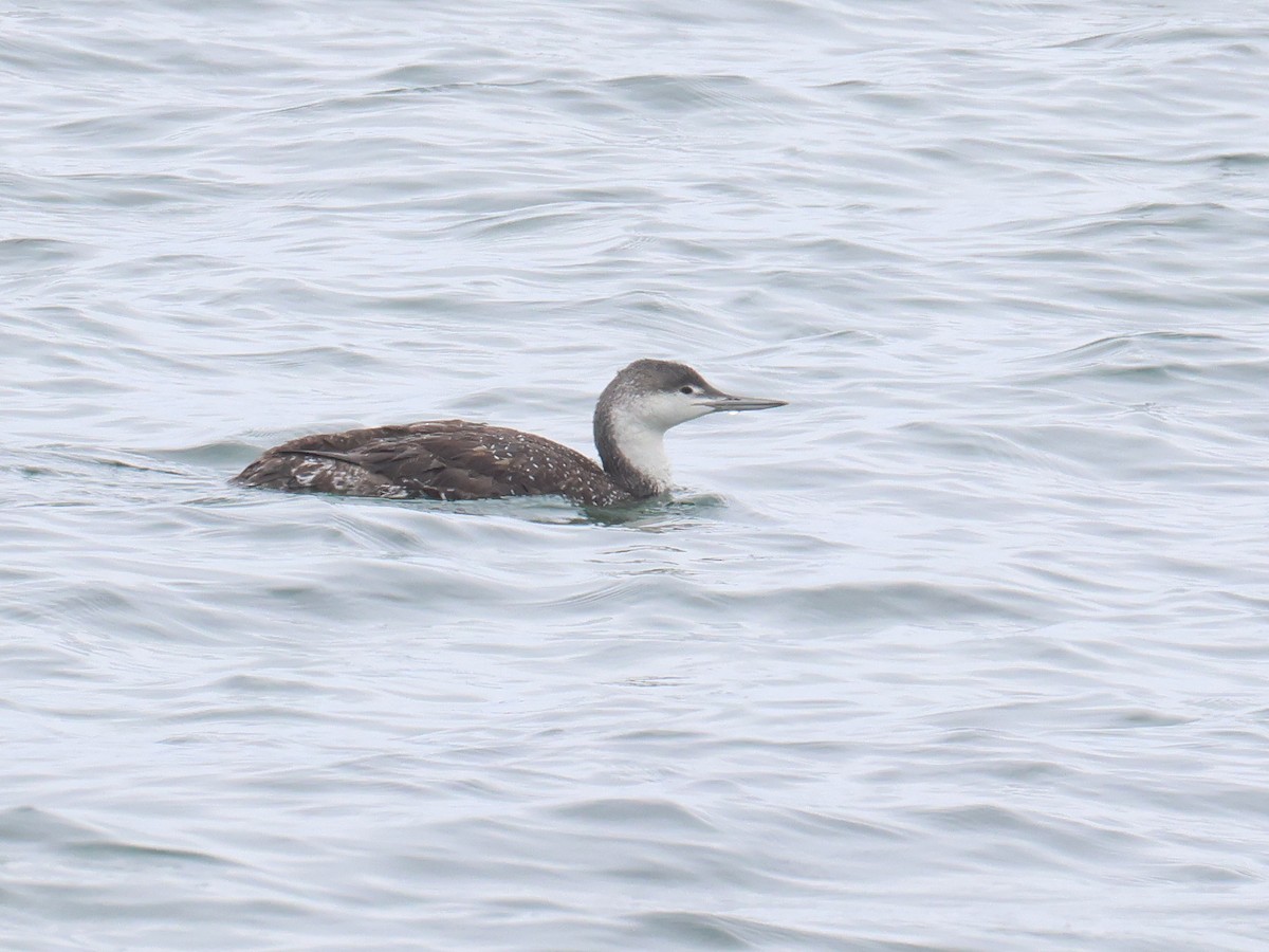 Red-throated Loon - Stephen Mirick