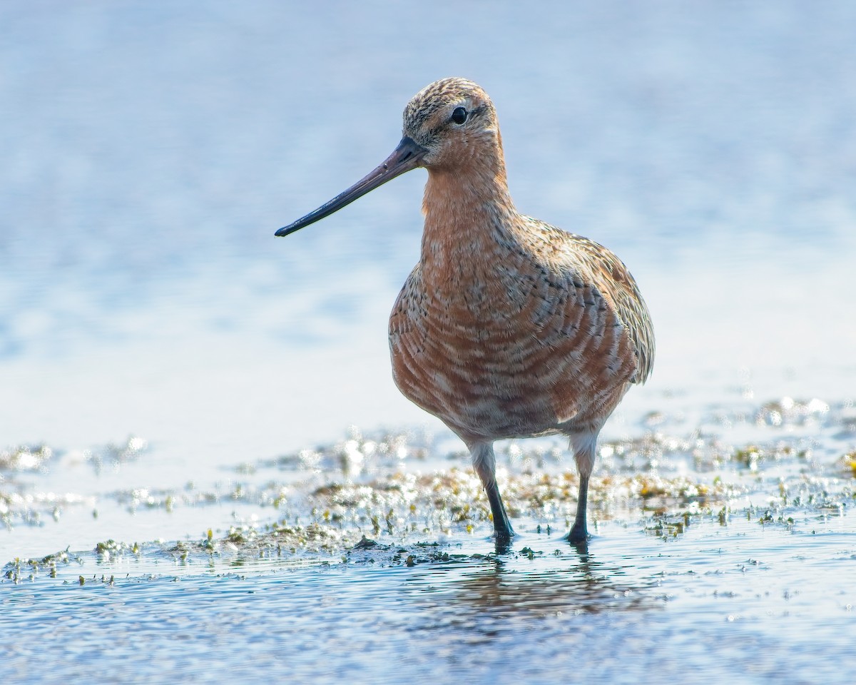 Bar-tailed Godwit - ML637561490