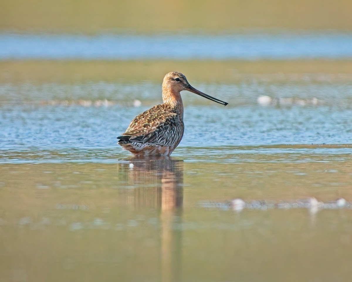Bar-tailed Godwit - ML637561491