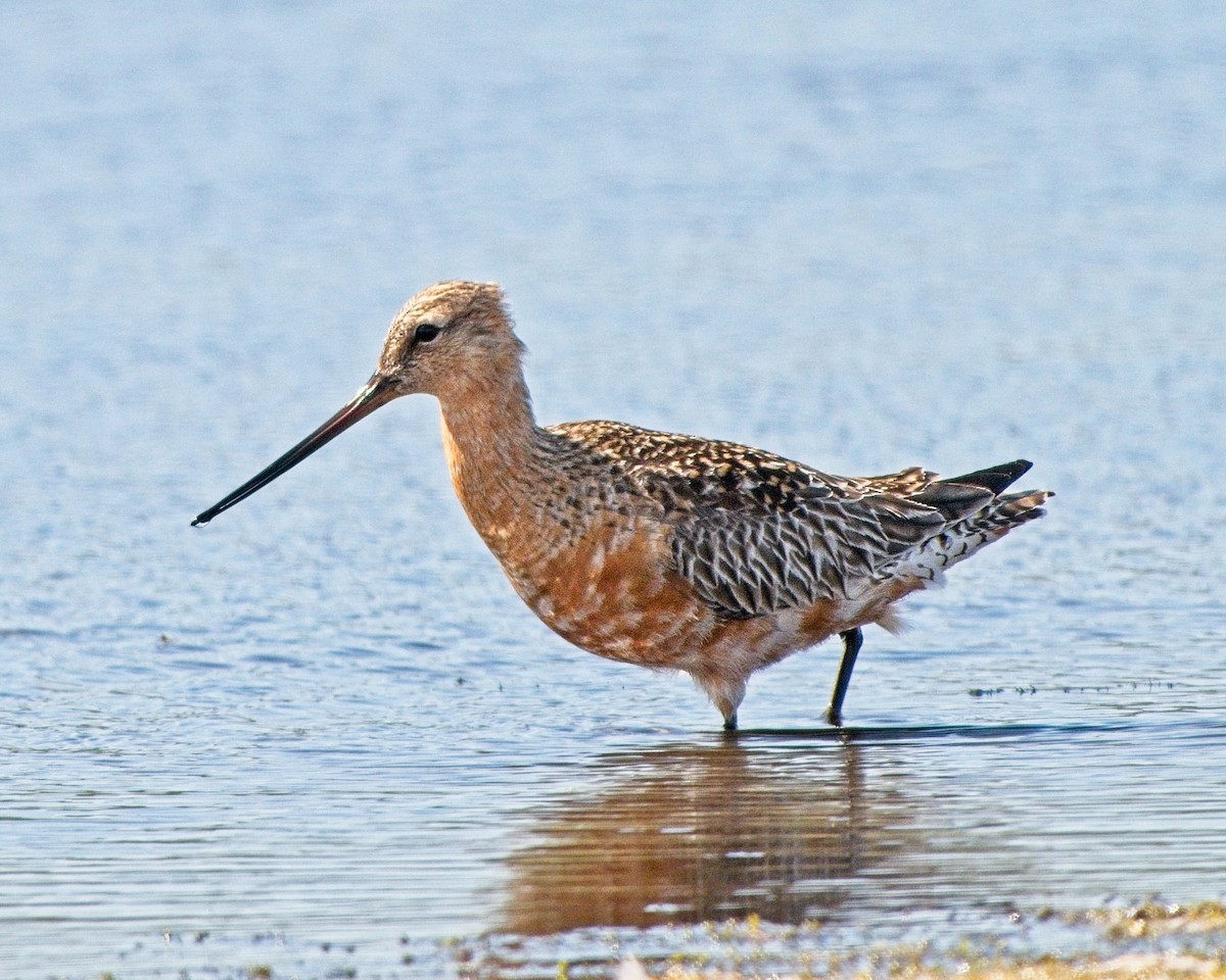 Bar-tailed Godwit - ML637561492