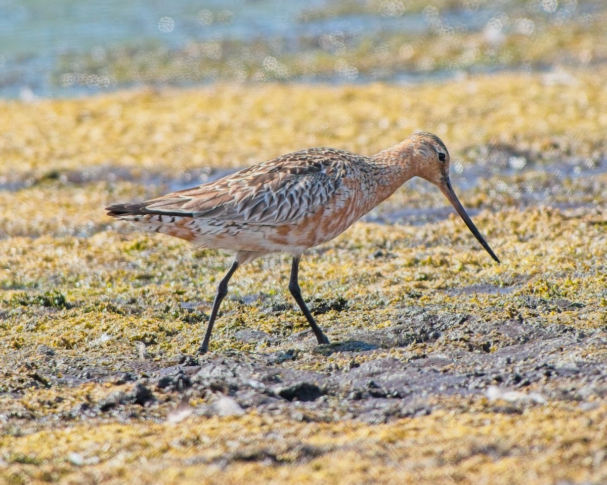 Bar-tailed Godwit - ML637561493