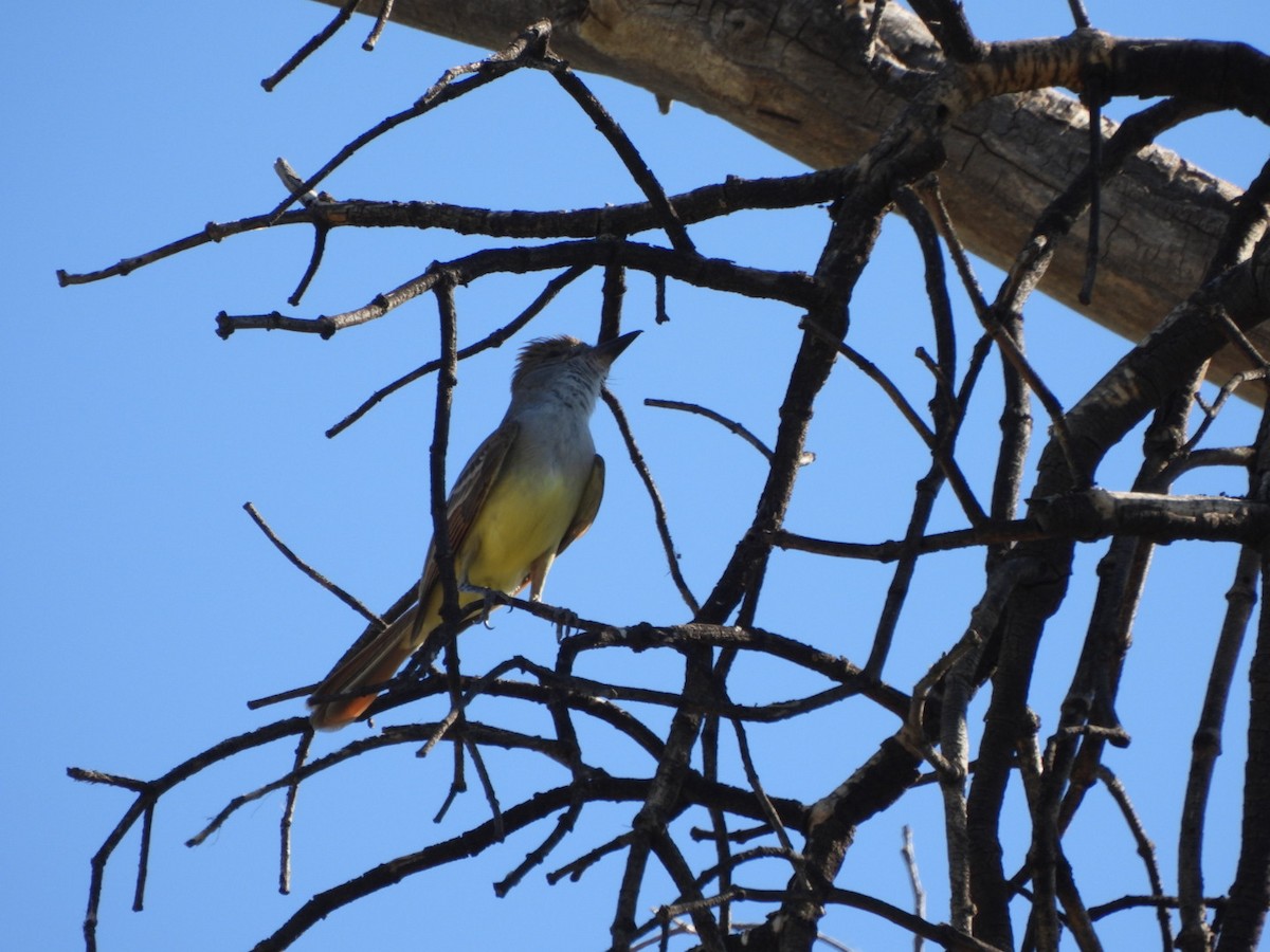 Brown-crested Flycatcher - ML637561527
