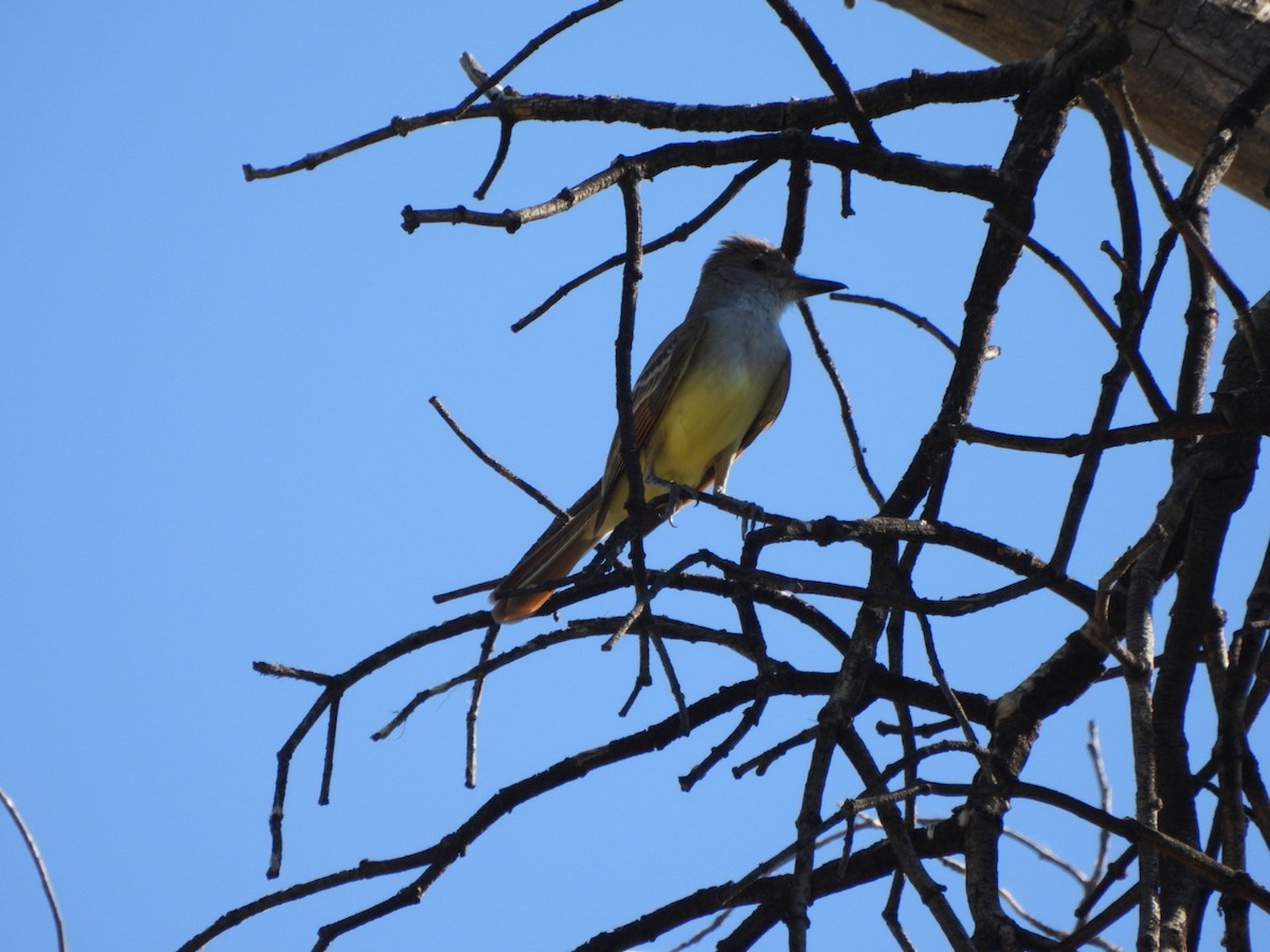 Brown-crested Flycatcher - ML637561528