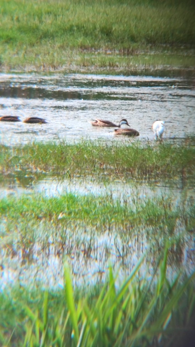 White-cheeked Pintail - ML637561546