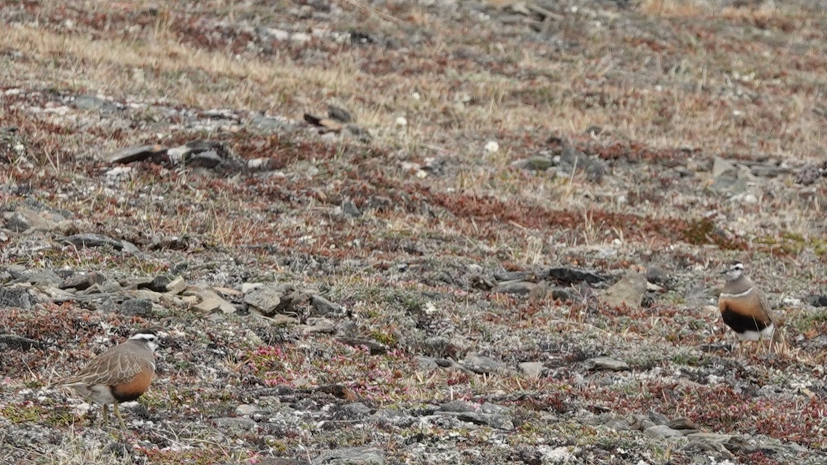 Eurasian Dotterel - ML637561548