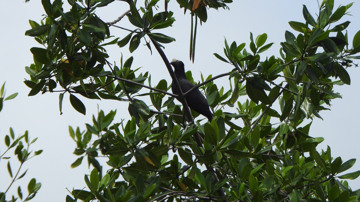White-crowned Pigeon - ML637561554