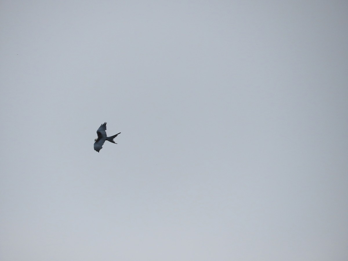 Swallow-tailed Kite - ML637561555
