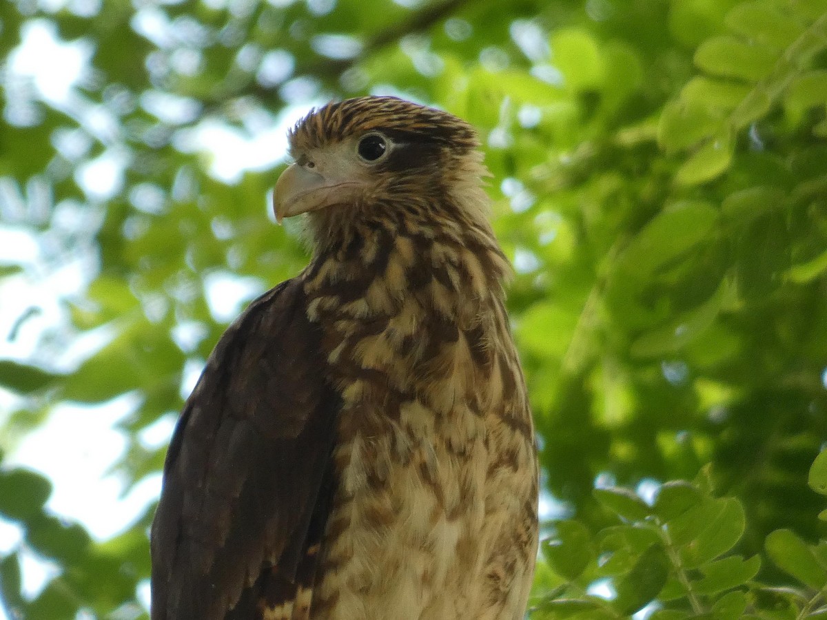 Yellow-headed Caracara - ML637561563