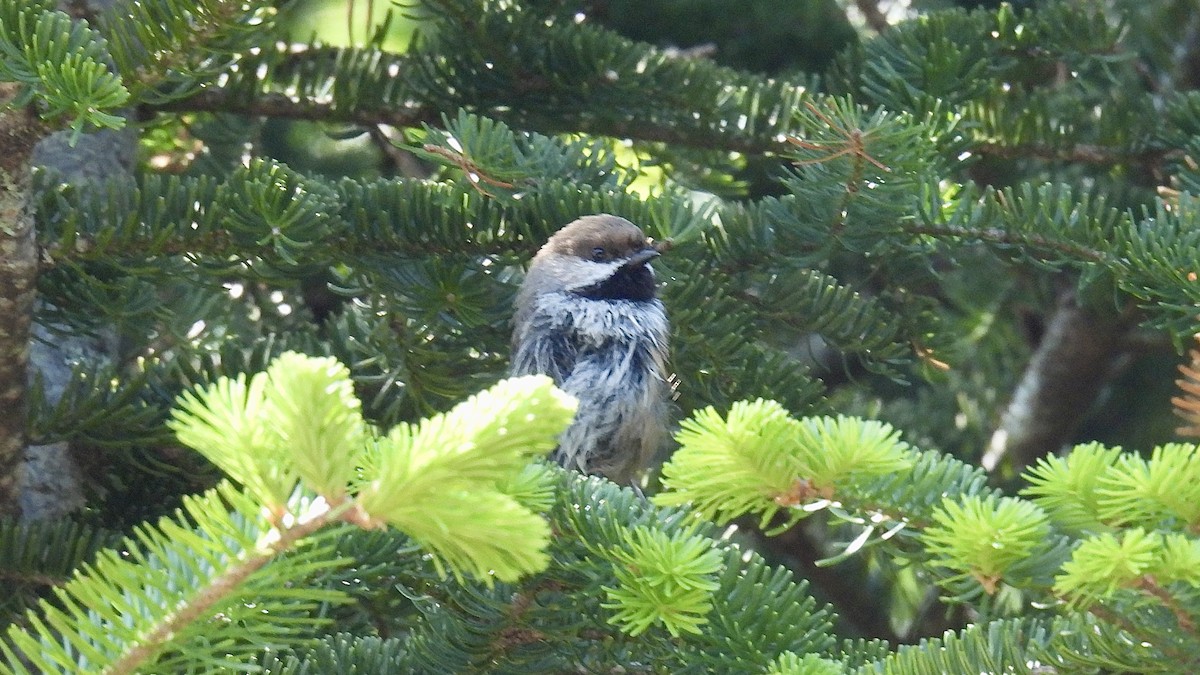 Boreal Chickadee - ML637561569