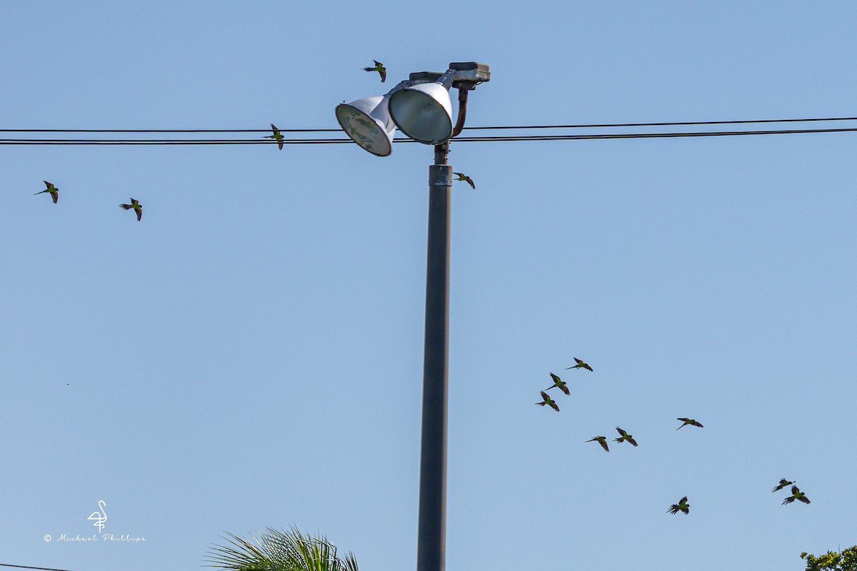 Nanday Parakeet - ML637561624