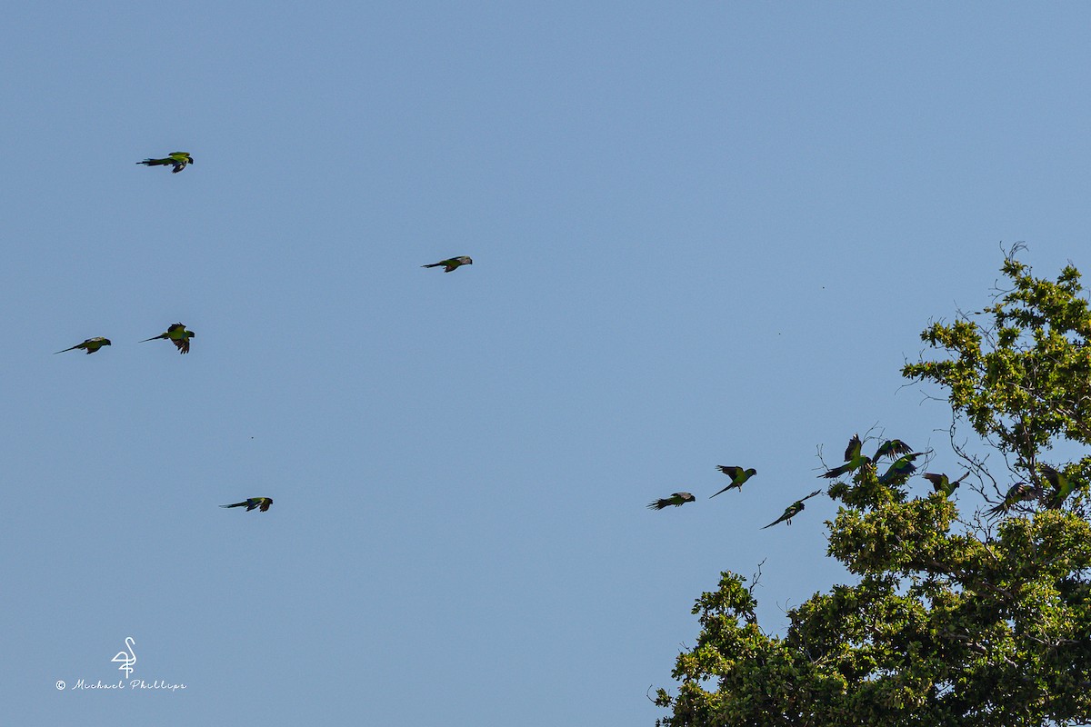 Nanday Parakeet - ML637561625