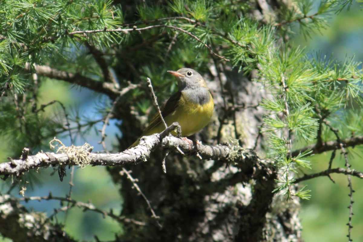 Connecticut Warbler - ML637561627