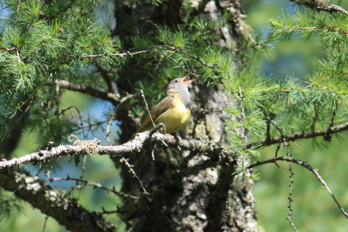 Connecticut Warbler - ML637561636