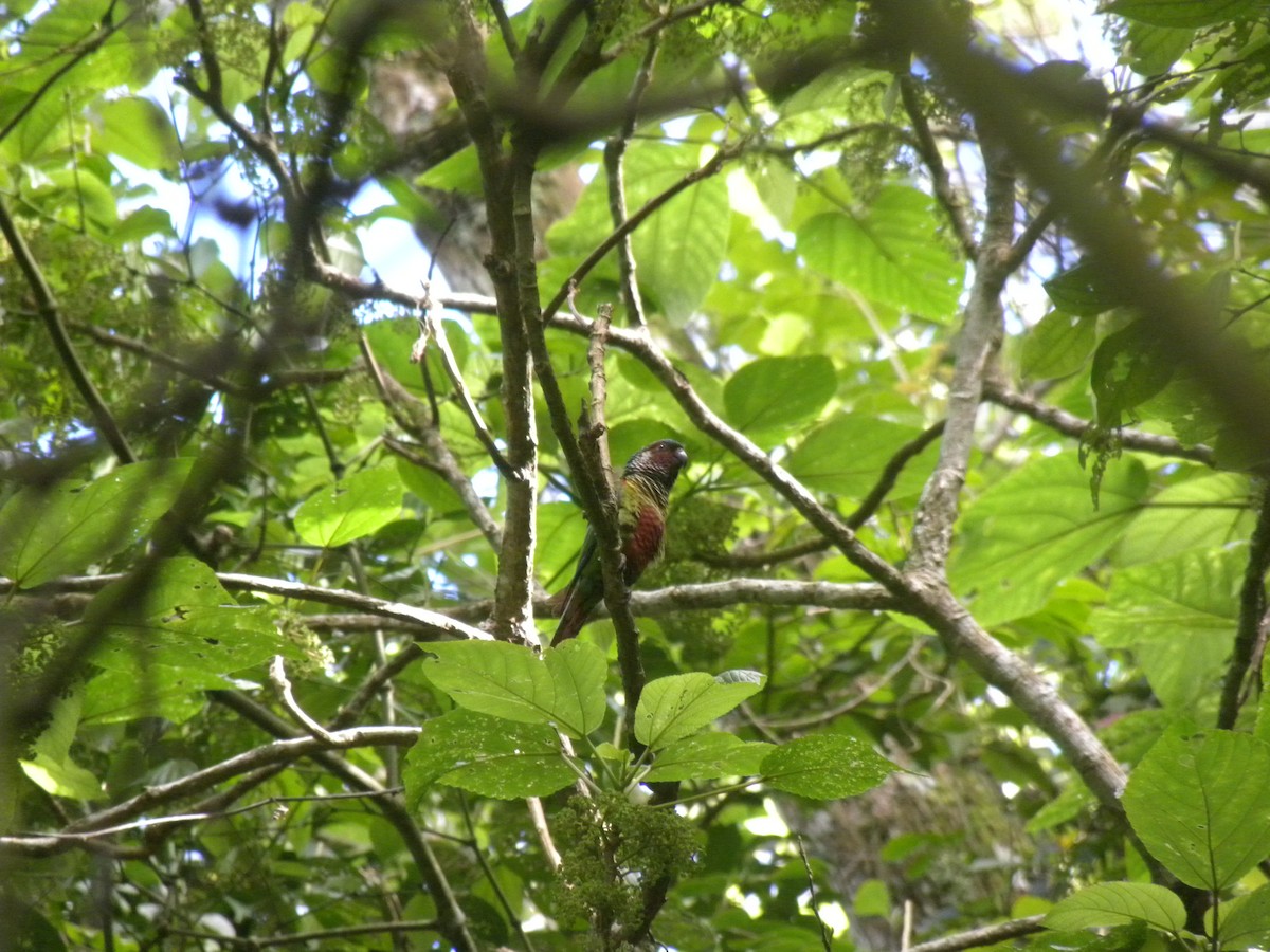 Painted Parakeet - ML637561649