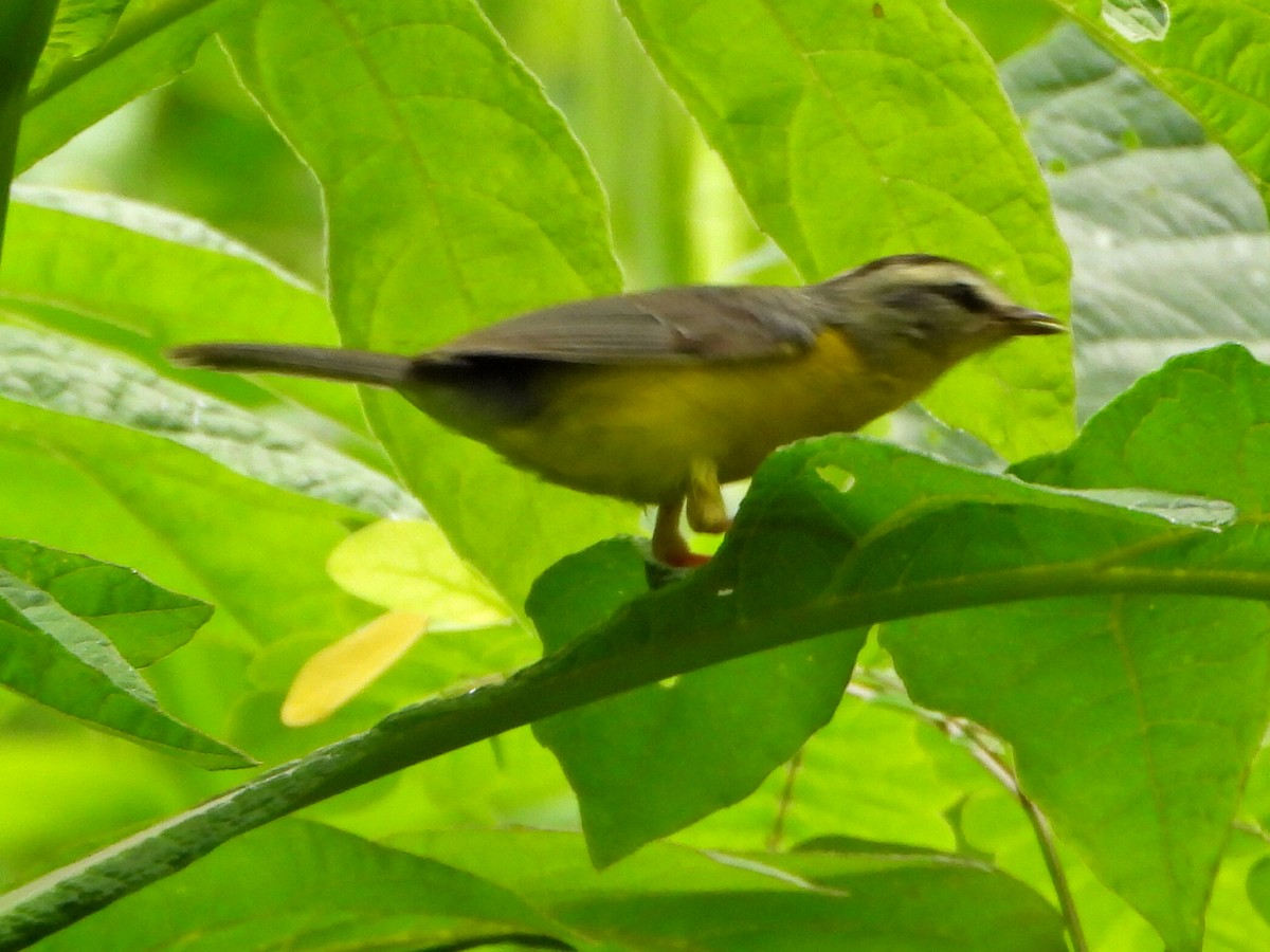 Golden-crowned Warbler - ML637561653