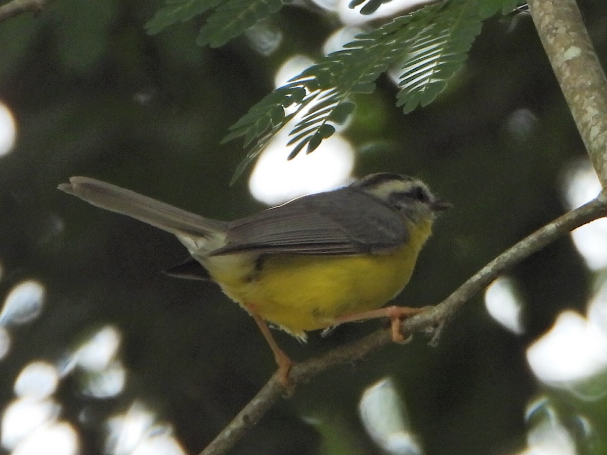 Golden-crowned Warbler - ML637561654