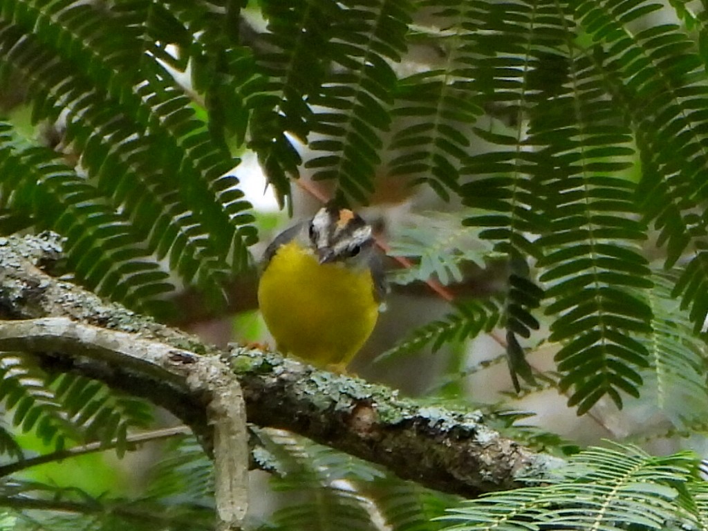 Golden-crowned Warbler - ML637561655