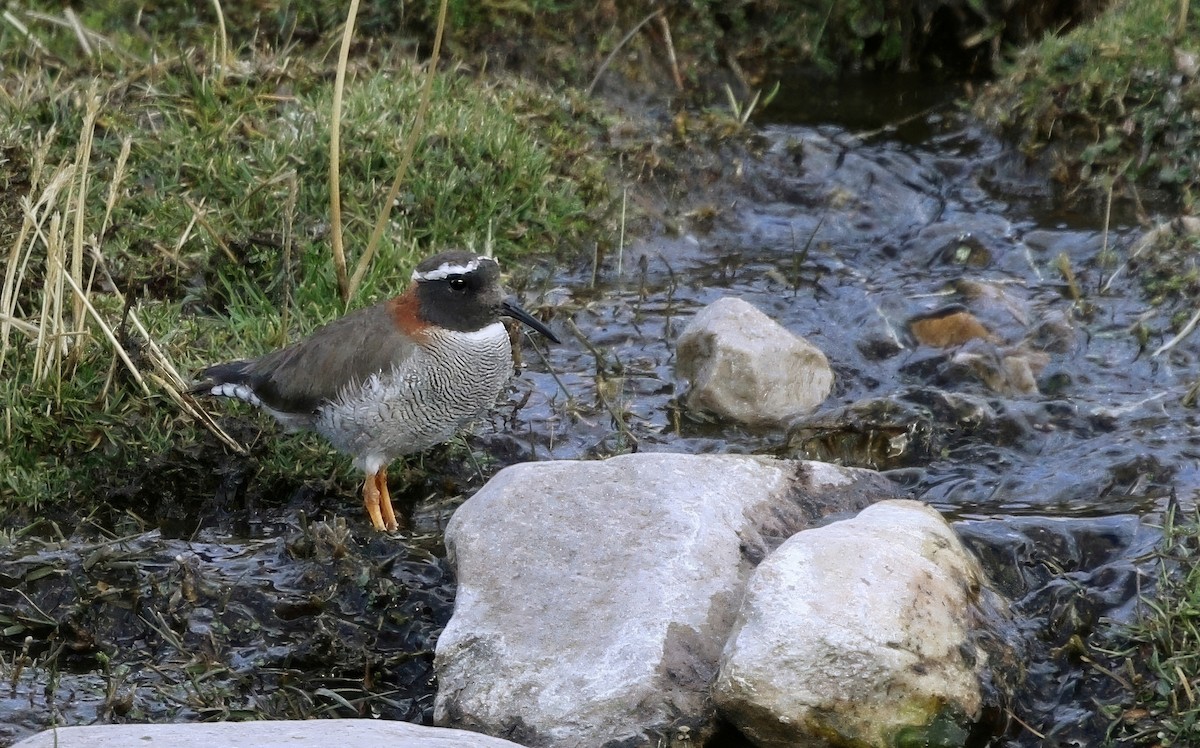 štěrkovníček andský - ML637561662