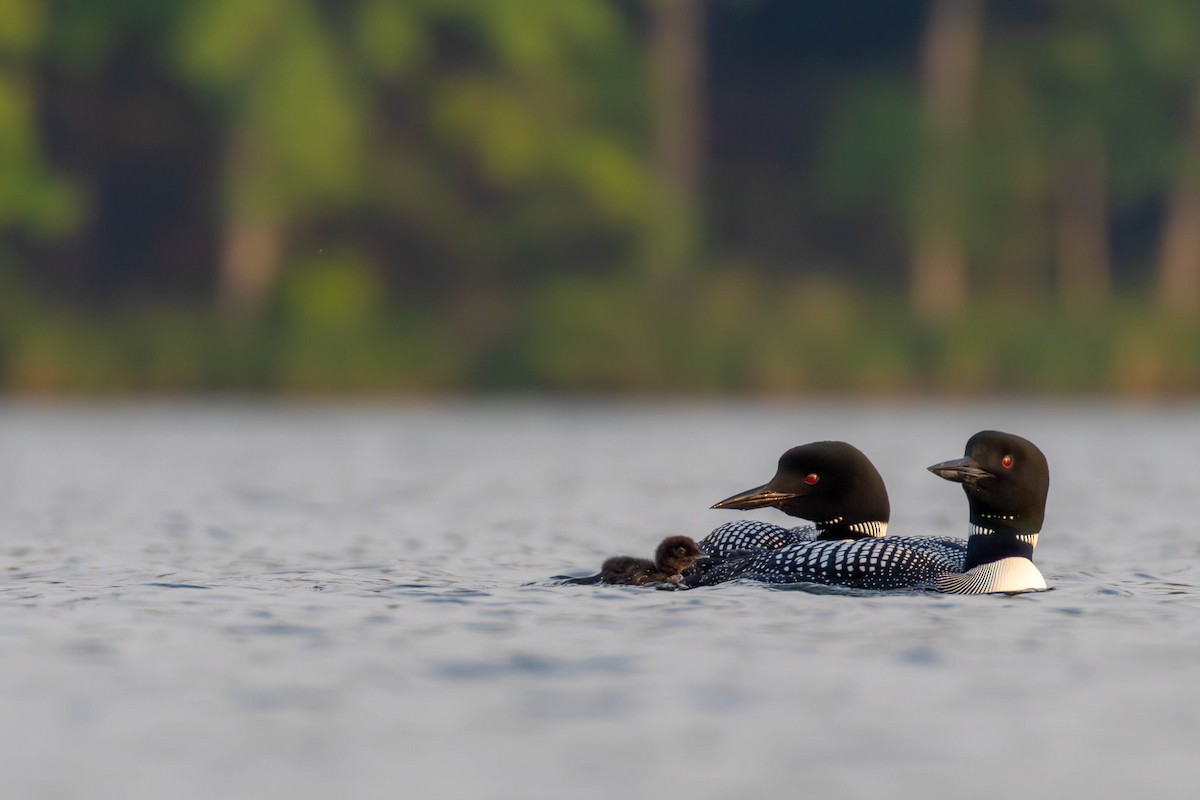 Common Loon - ML637561769