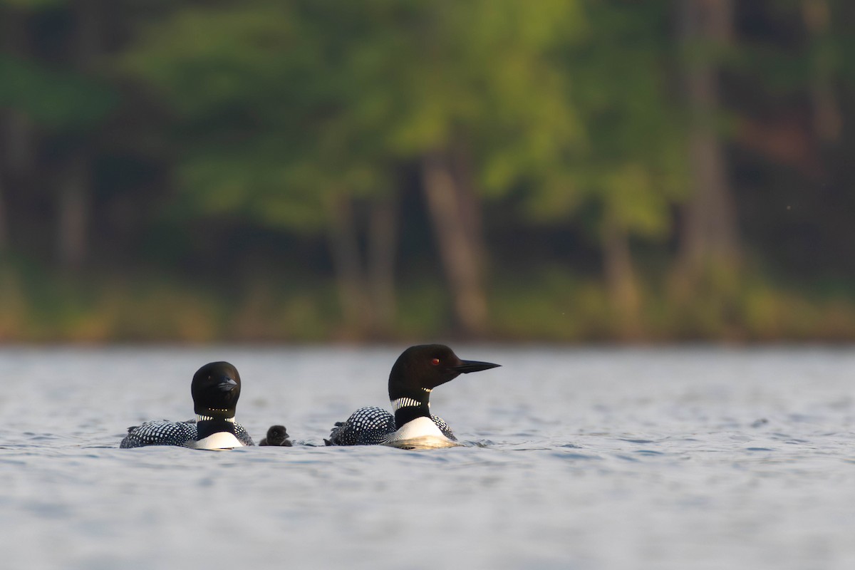Common Loon - ML637561770