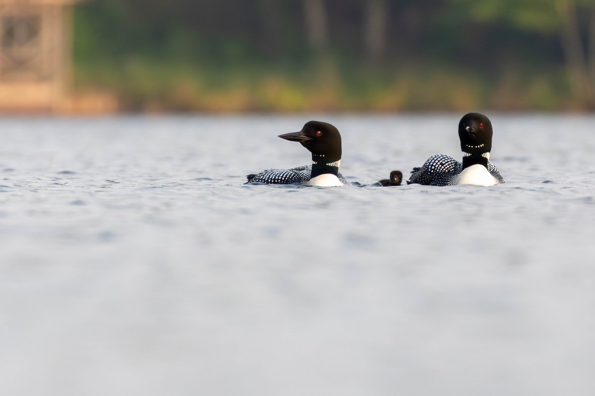 Common Loon - ML637561771