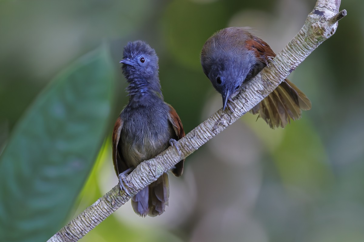 Gray-hooded Babbler - ML637561812