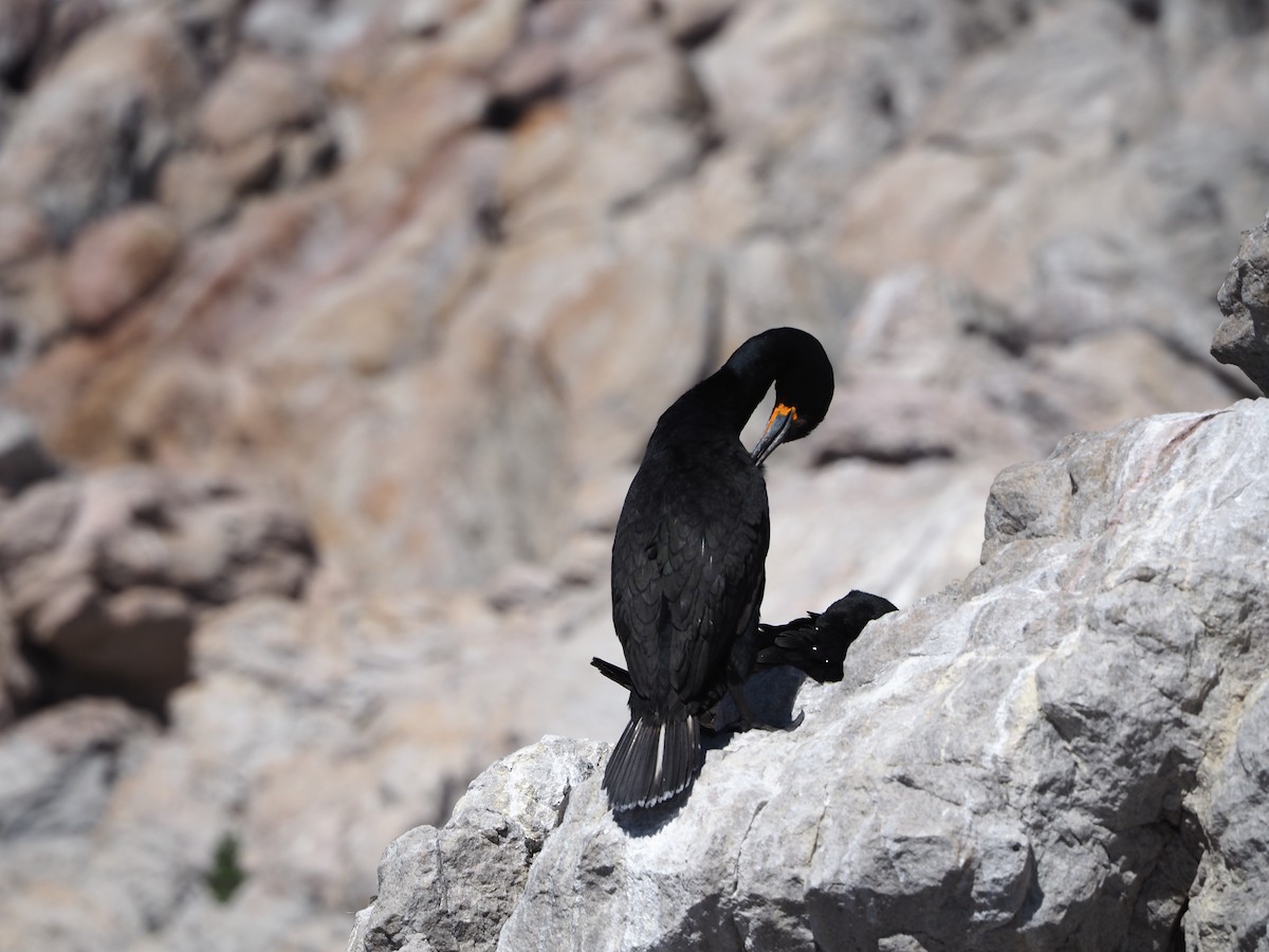 Cape Cormorant - ML637561861