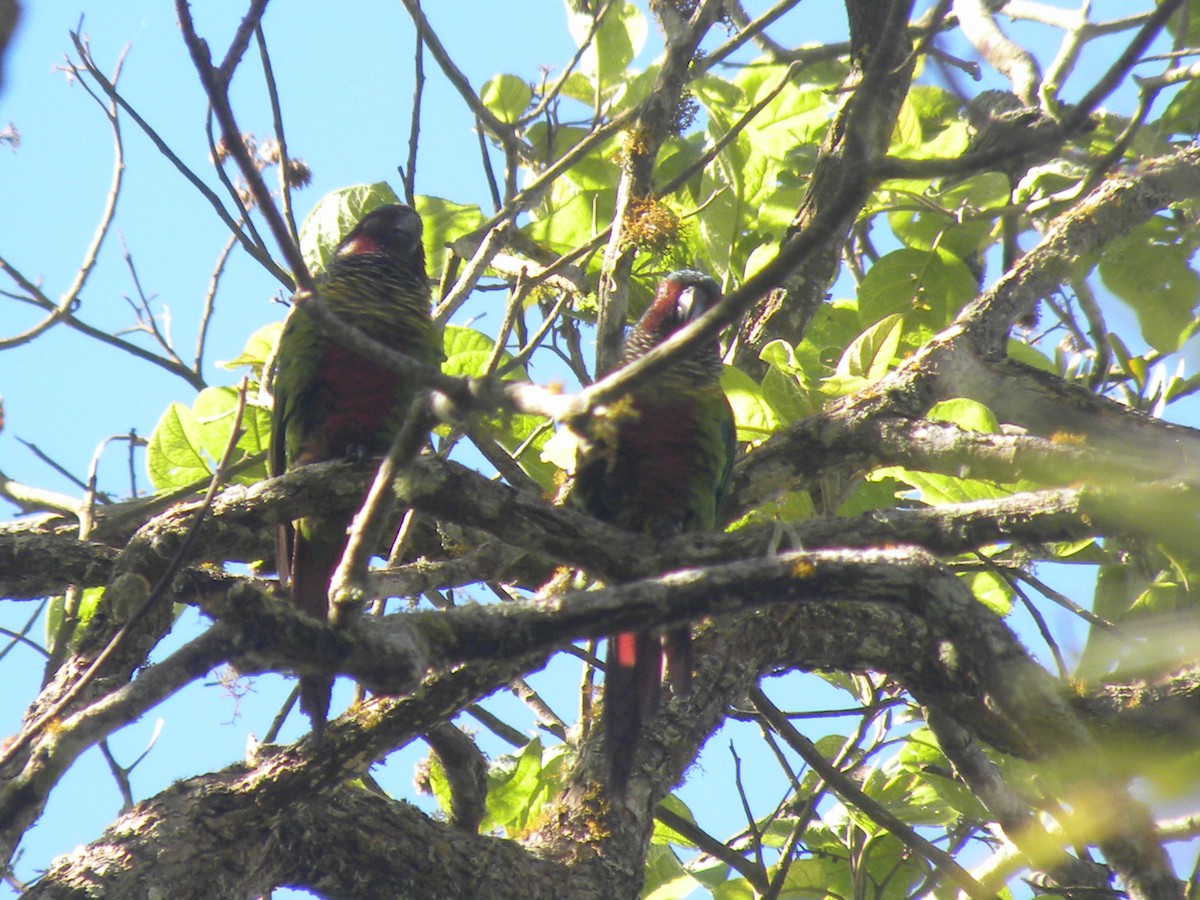 Painted Parakeet - ML637561863