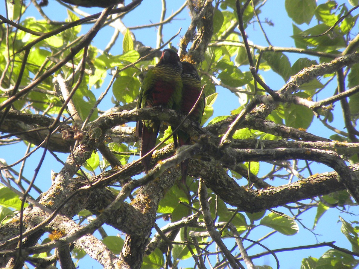 Painted Parakeet - ML637561864