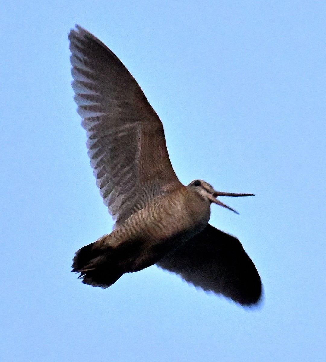 Eurasian Woodcock - ML637561874