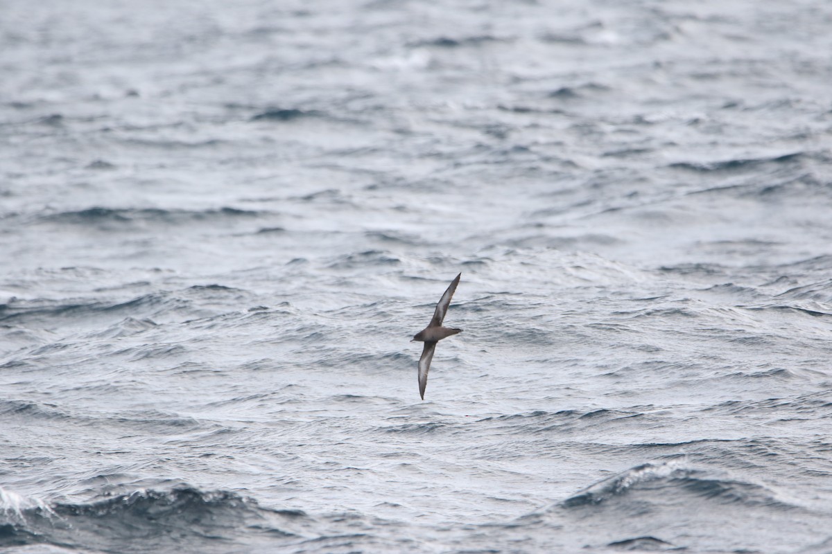 Sooty Shearwater - ML637561883