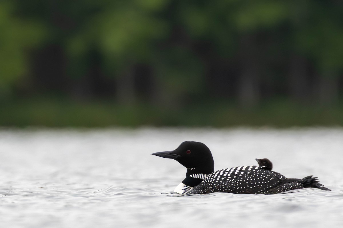 Common Loon - ML637561922