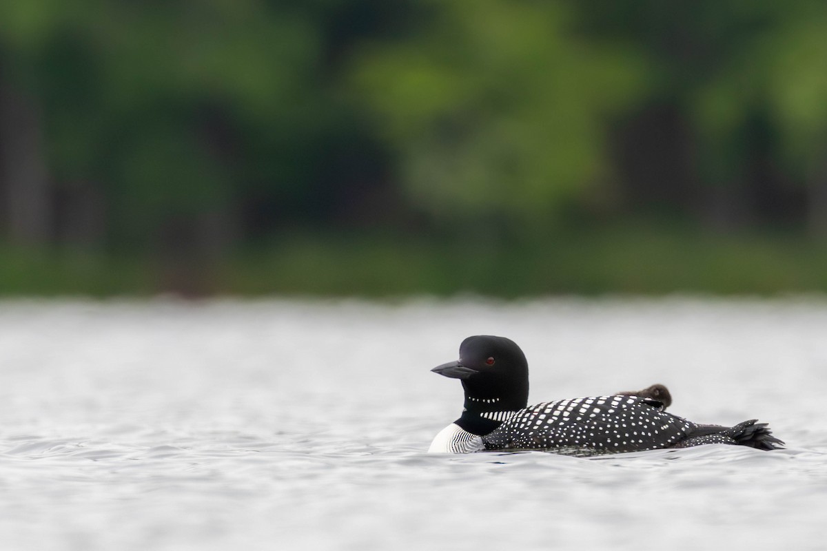 Common Loon - ML637561923