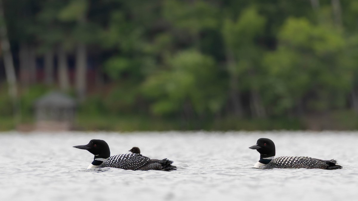 Common Loon - ML637561925