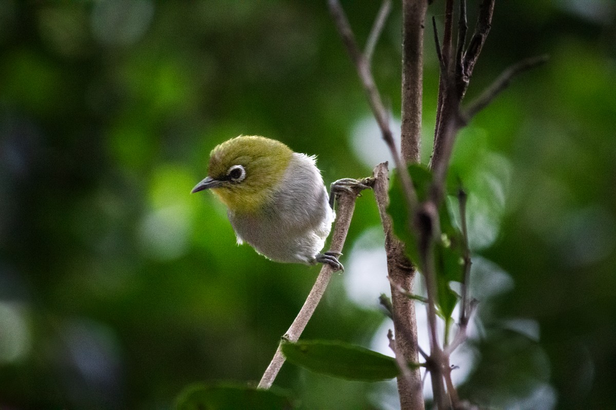 Cape White-eye - ML637561936
