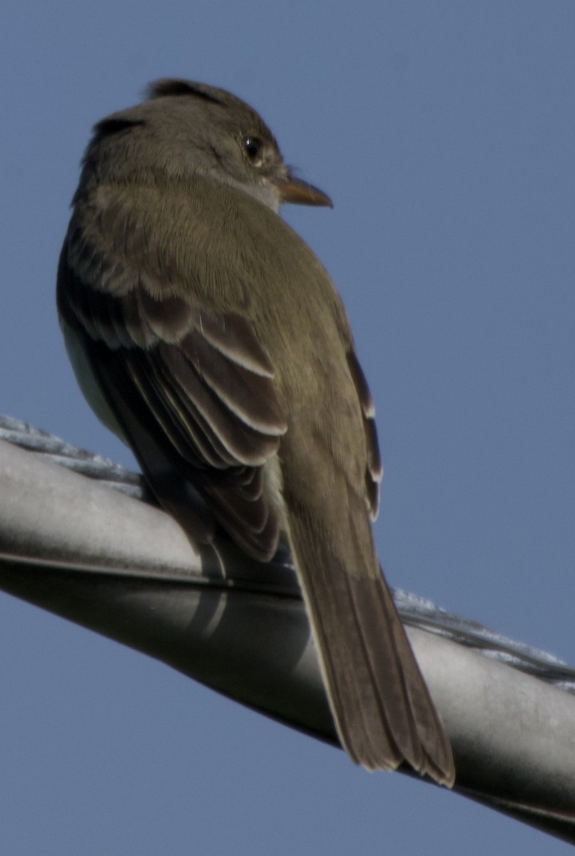 Willow Flycatcher - ML637561968