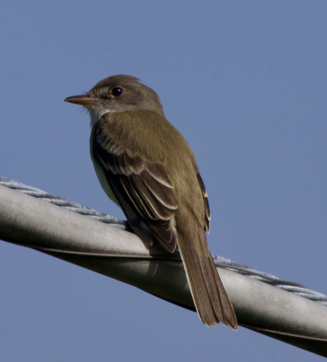 Willow Flycatcher - ML637561969