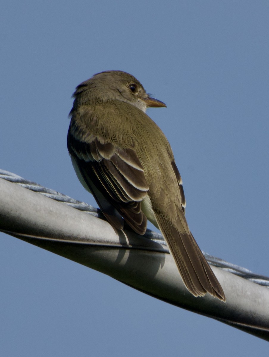 Willow Flycatcher - ML637561970