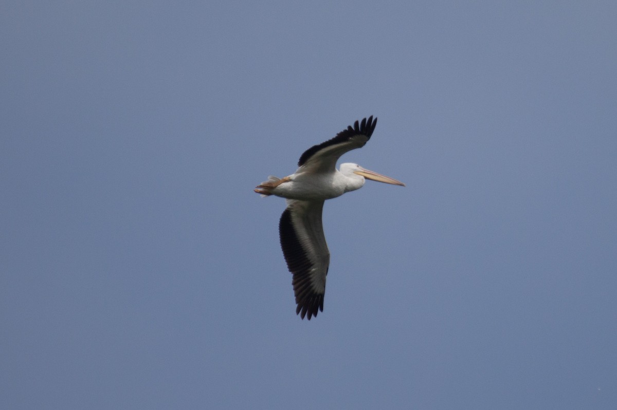 American White Pelican - ML637562001