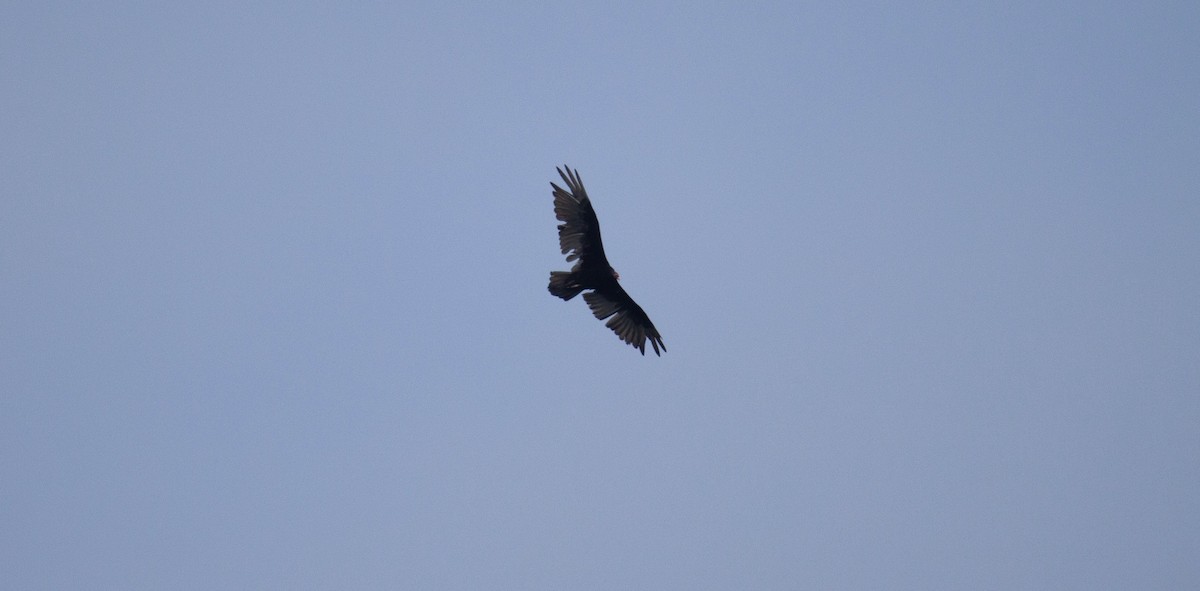 Turkey Vulture - ML637562002