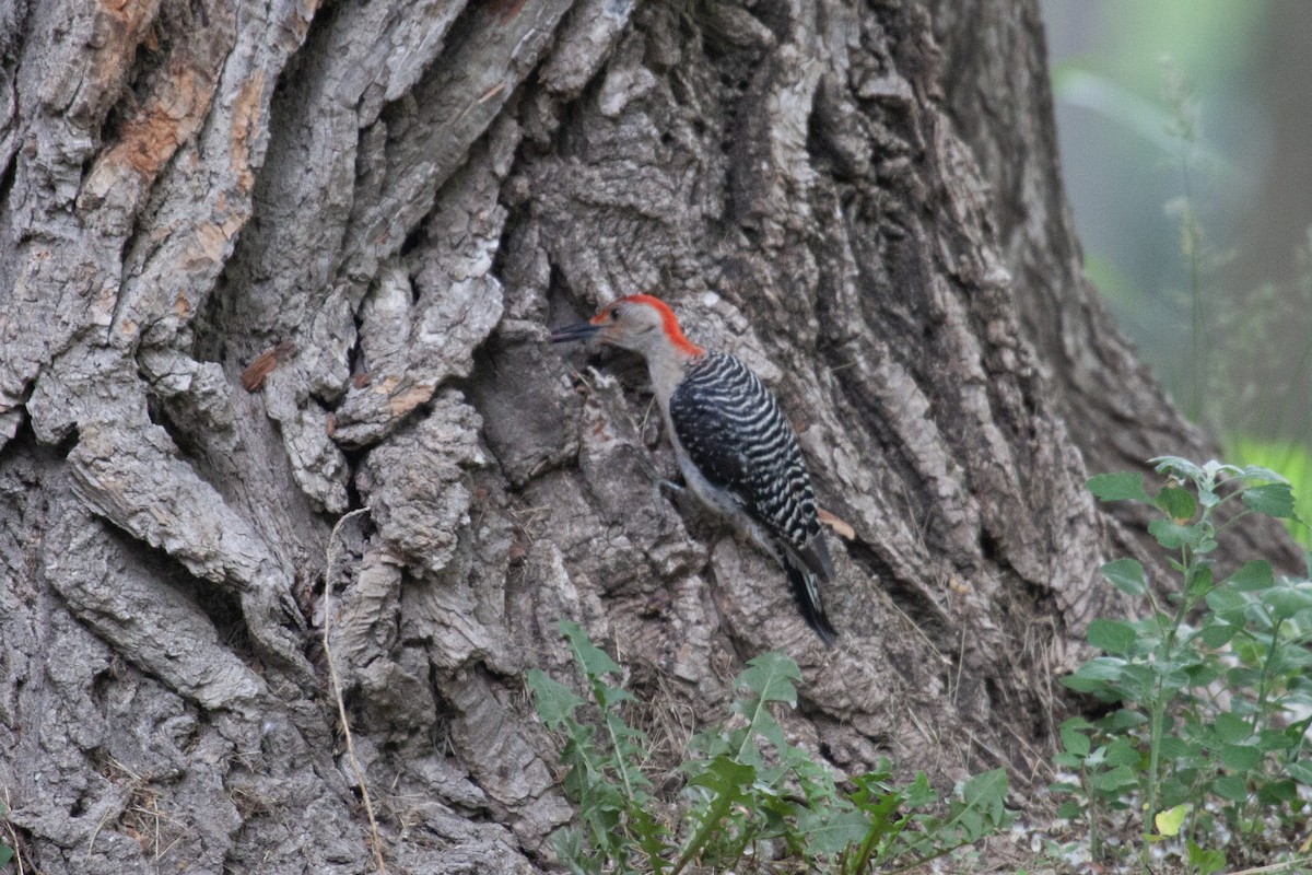 Red-bellied Woodpecker - ML637562004