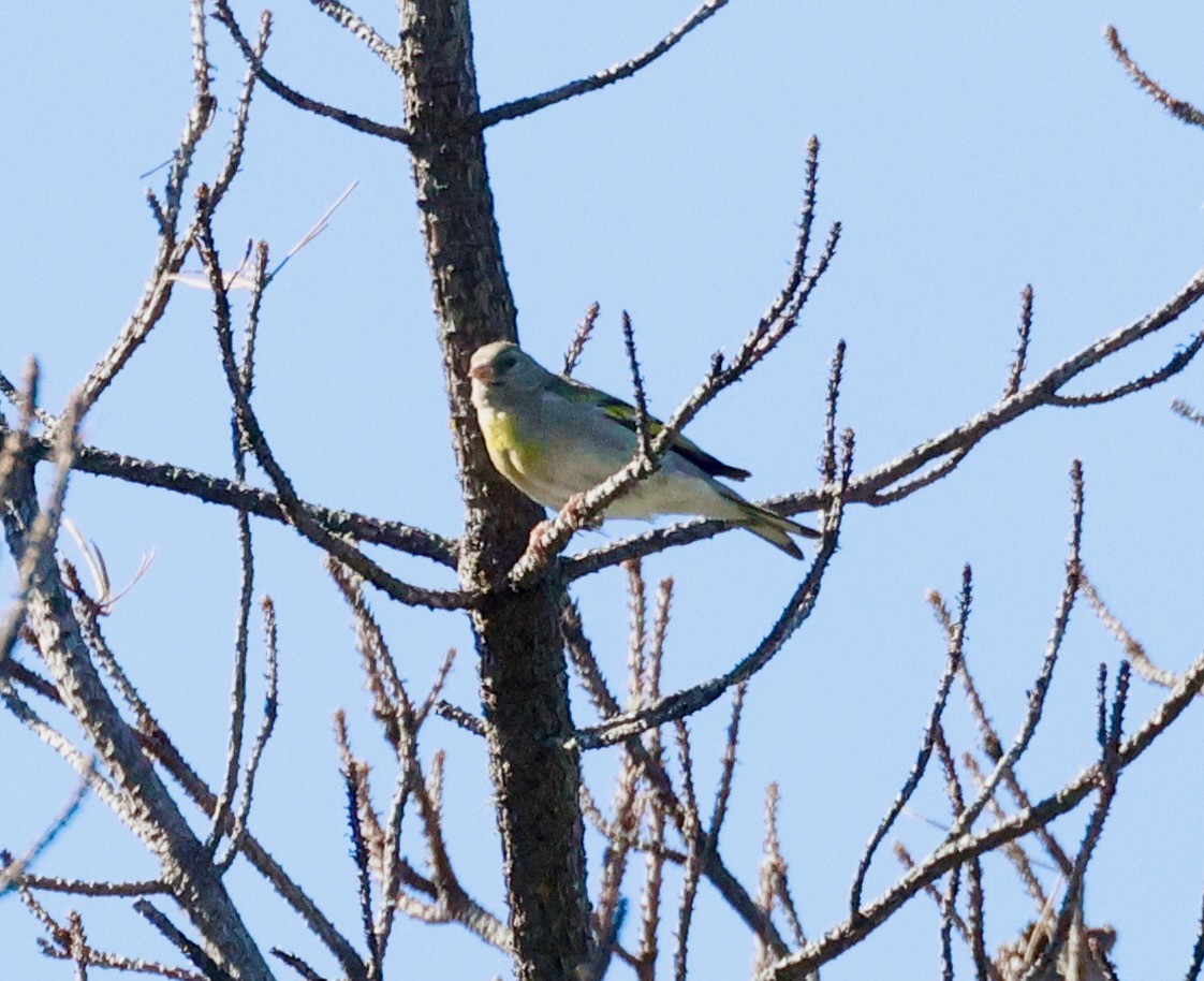 Lawrence's Goldfinch - ML637562007