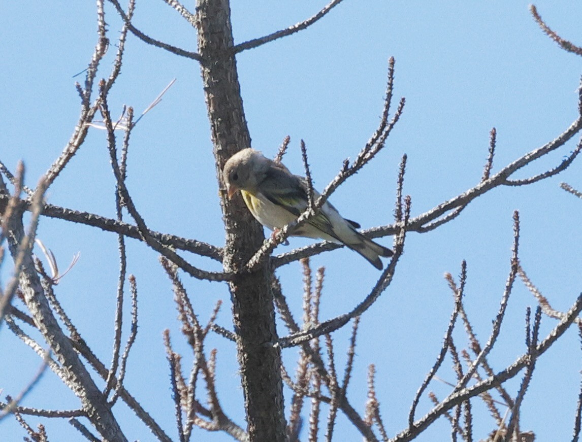Lawrence's Goldfinch - ML637562008