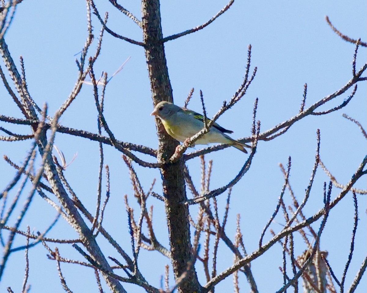 Lawrence's Goldfinch - ML637562009