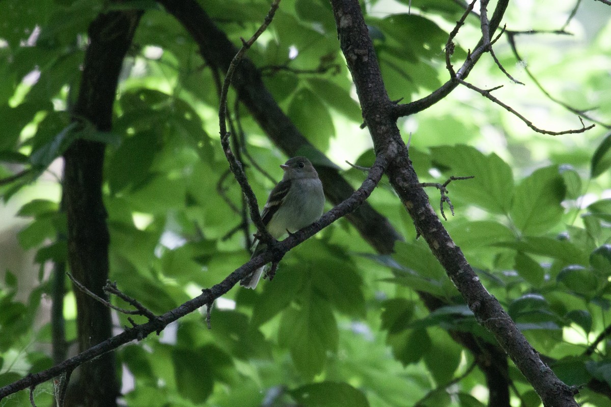 Acadian Flycatcher - ML637562013