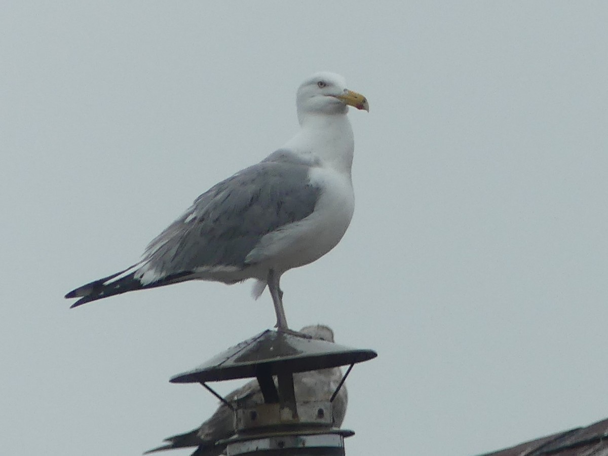 American Herring Gull - ML637562021