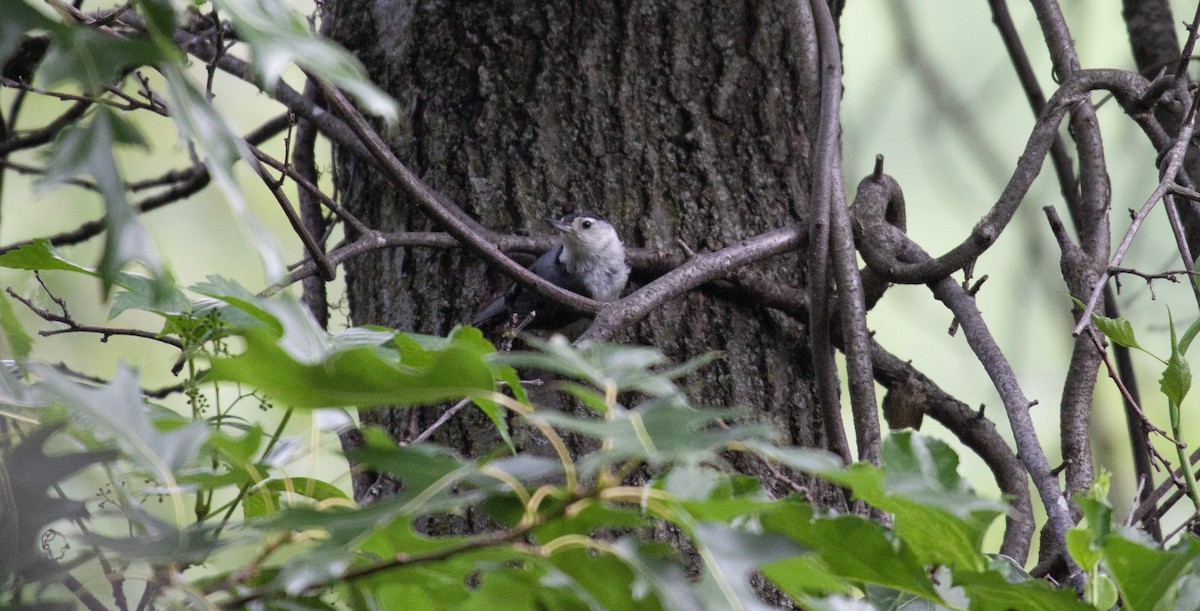 White-breasted Nuthatch - ML637562022