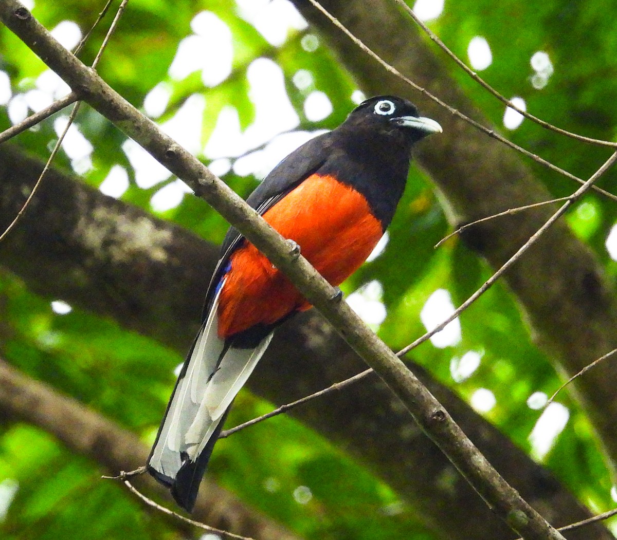 Baird's Trogon - ML637562025